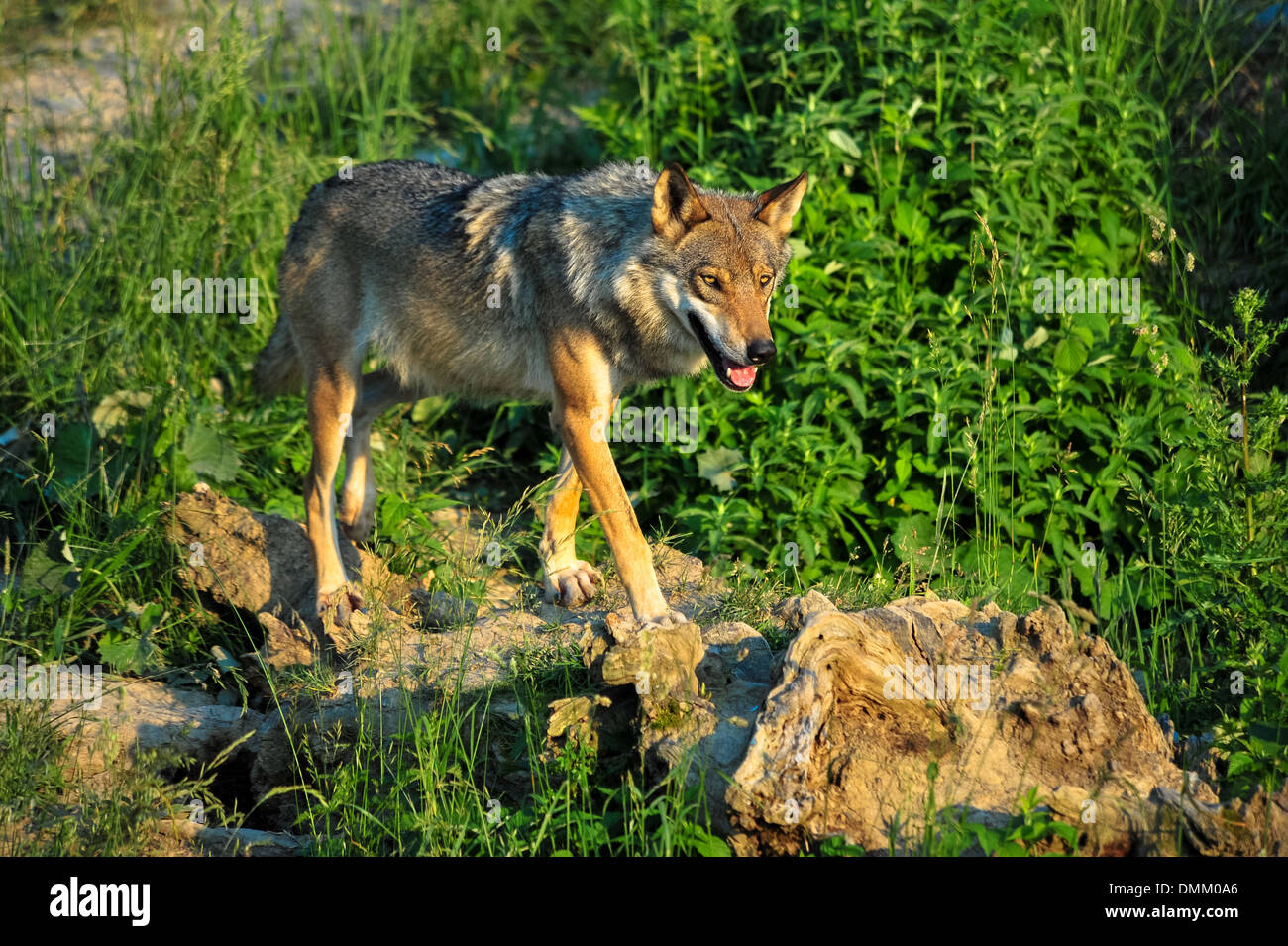 Loup sur la chasse dans sa région Banque D'Images