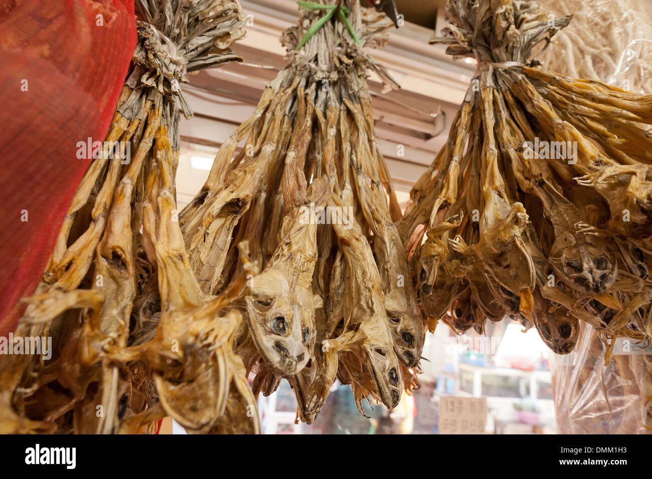 La peau et les grenouilles séchées à la médecine traditionnelle coréenne store - Busan, Corée du Sud Banque D'Images