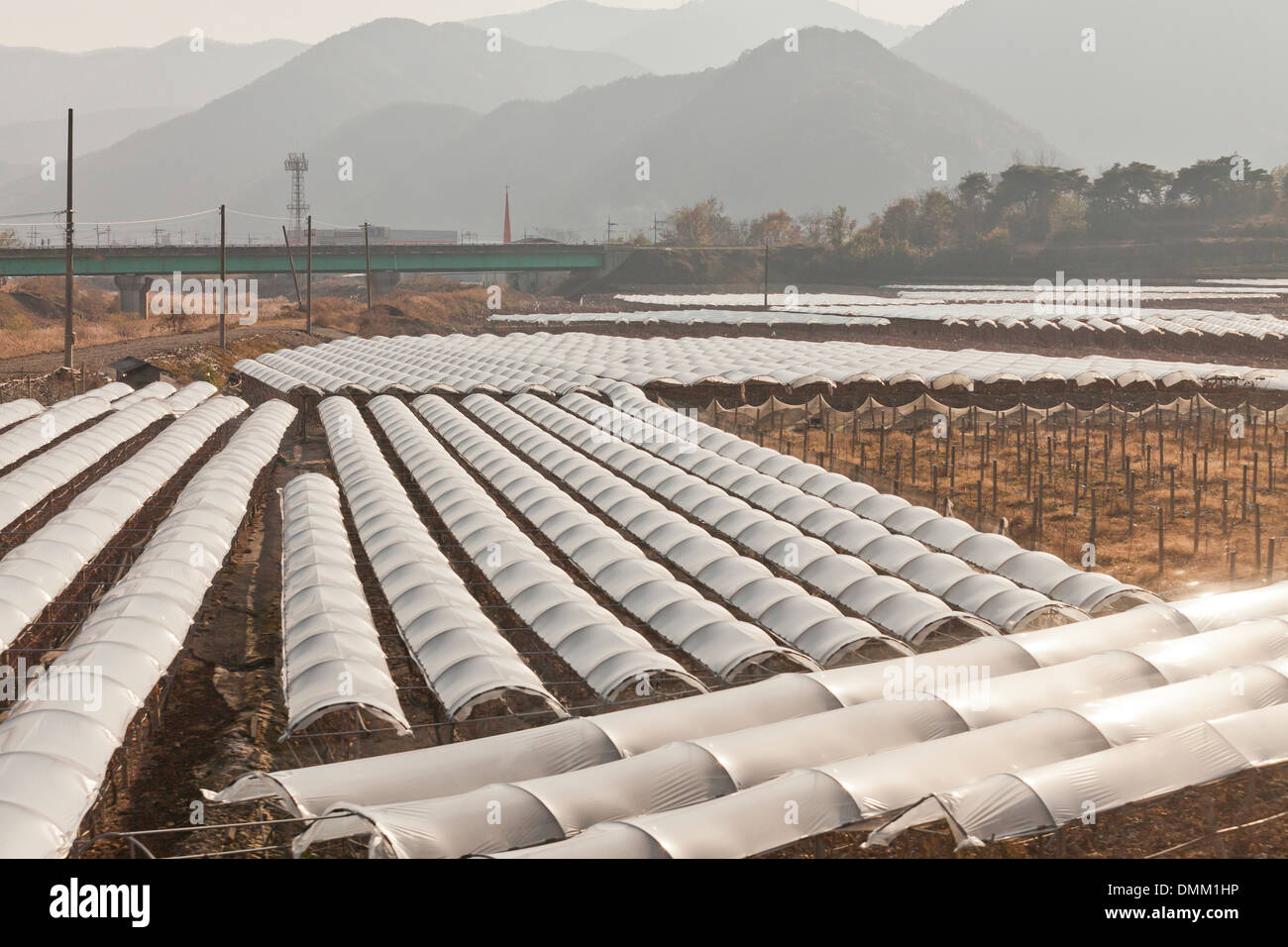 Les serres sur les terres agricoles à l'extérieur de Daegu - Daegu, Corée du Sud Banque D'Images