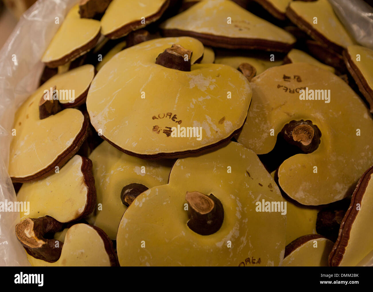 Champignons lingzhi coréen séchées (Ganoderma lucidum) utilisés en médecine traditionnelle - Busan, Corée du Sud Banque D'Images