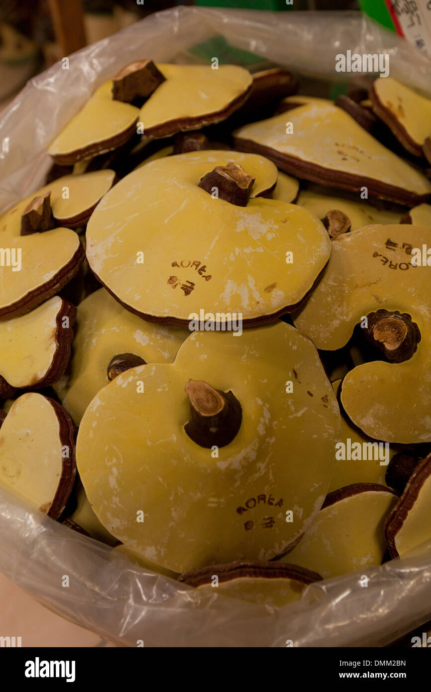 Champignons lingzhi coréen séchées (Ganoderma lucidum) utilisés en médecine traditionnelle - Busan, Corée du Sud Banque D'Images