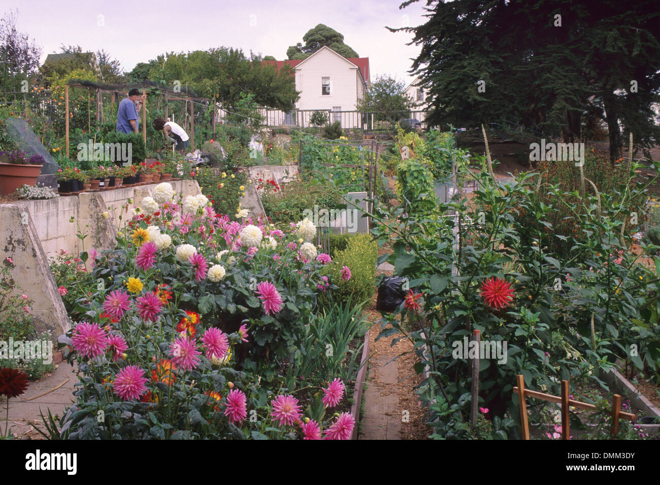 Les jardins communautaires à Fort Mason, San Francisco, Californie Banque D'Images