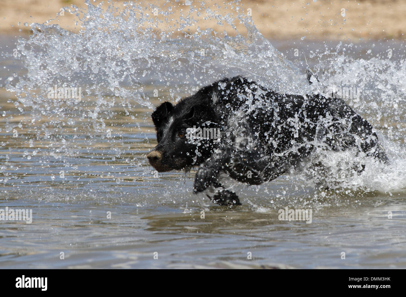 L'chien qui court à travers l'eau Banque D'Images