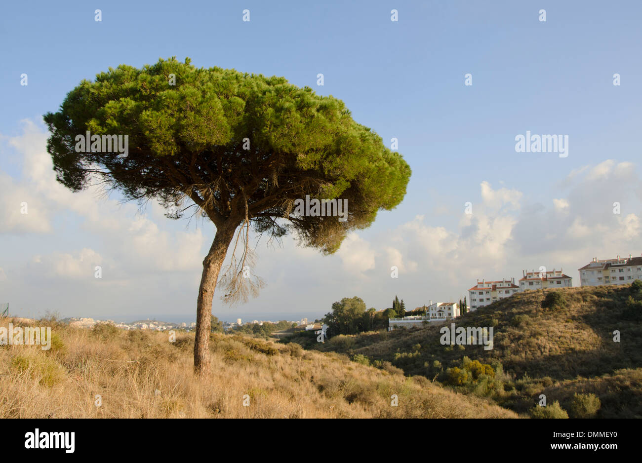 Une pierre solitaire pine, Pinus pinea, à l'intérieur de Malaga avec l'urbanisation en arrière-plan. Fuengirola, Espagne. Banque D'Images