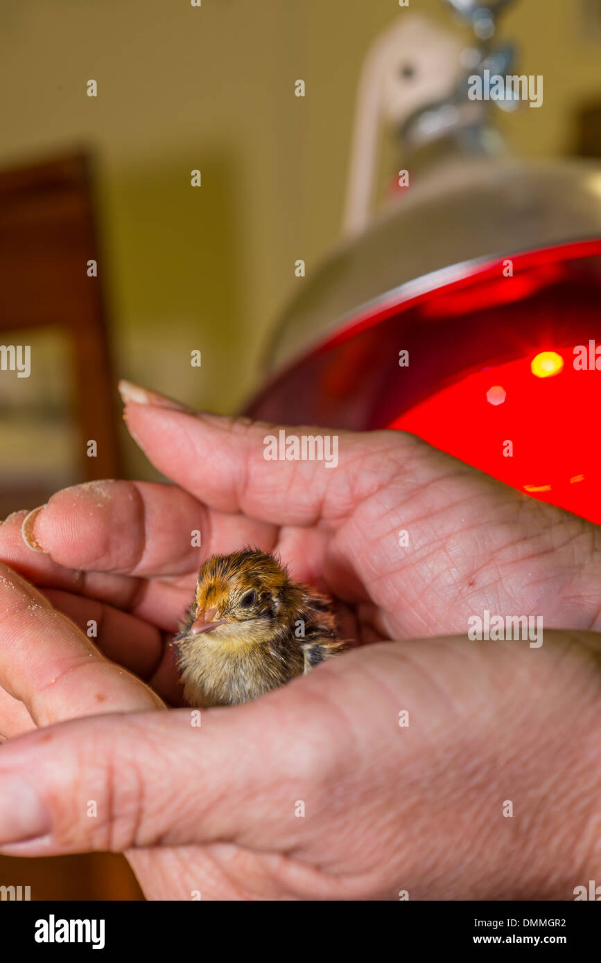 USA, Texas, un éleveur est la tenue d'un nouveau-né oiseau caille poussin dans ses mains Banque D'Images