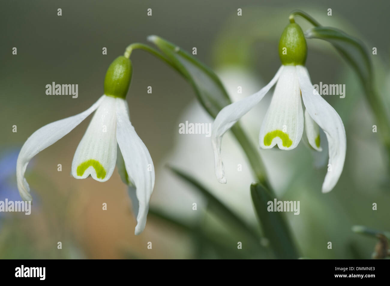 Snowdrop, Galanthus nivalis commun Banque D'Images