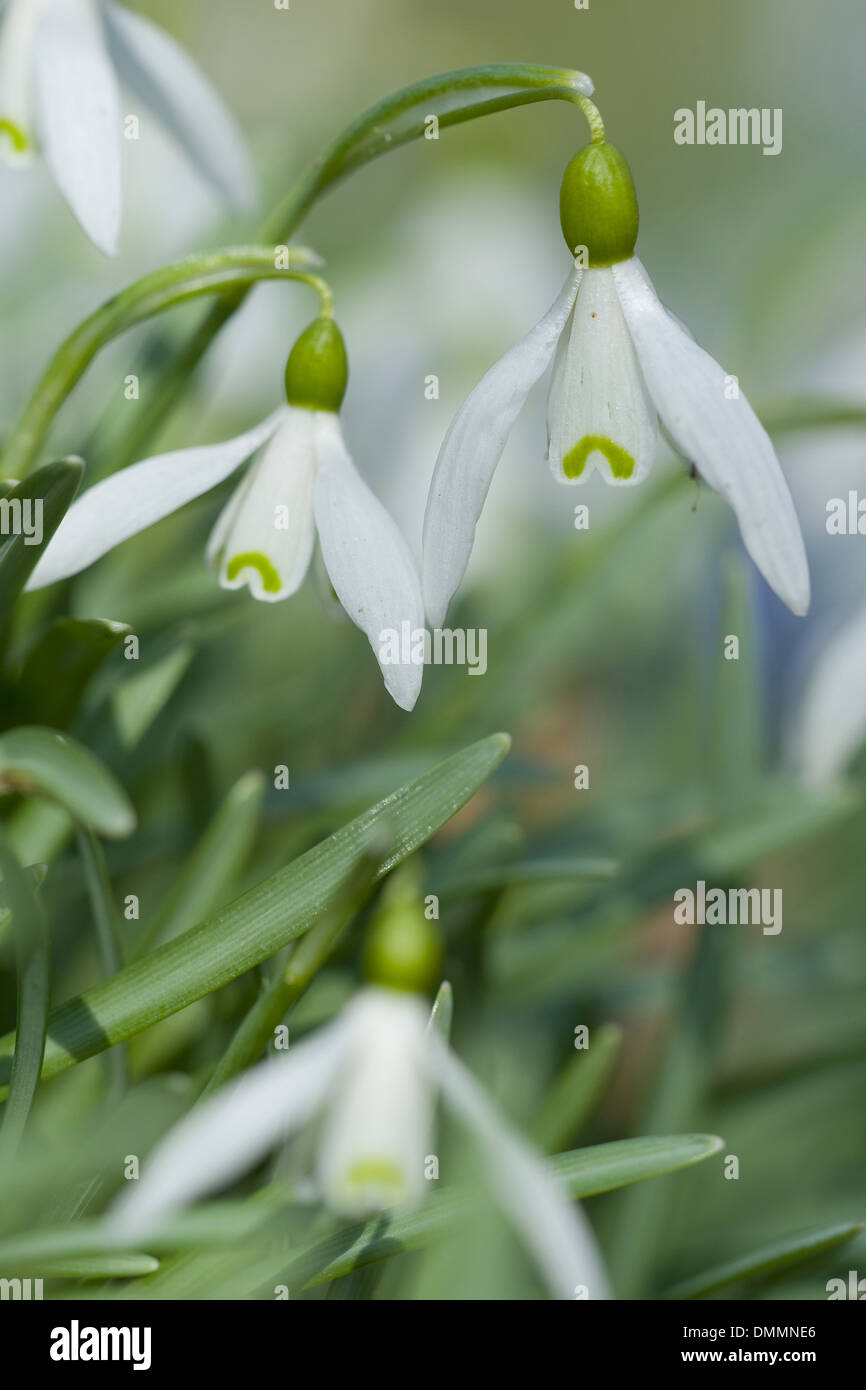 Snowdrop, Galanthus nivalis commun Banque D'Images