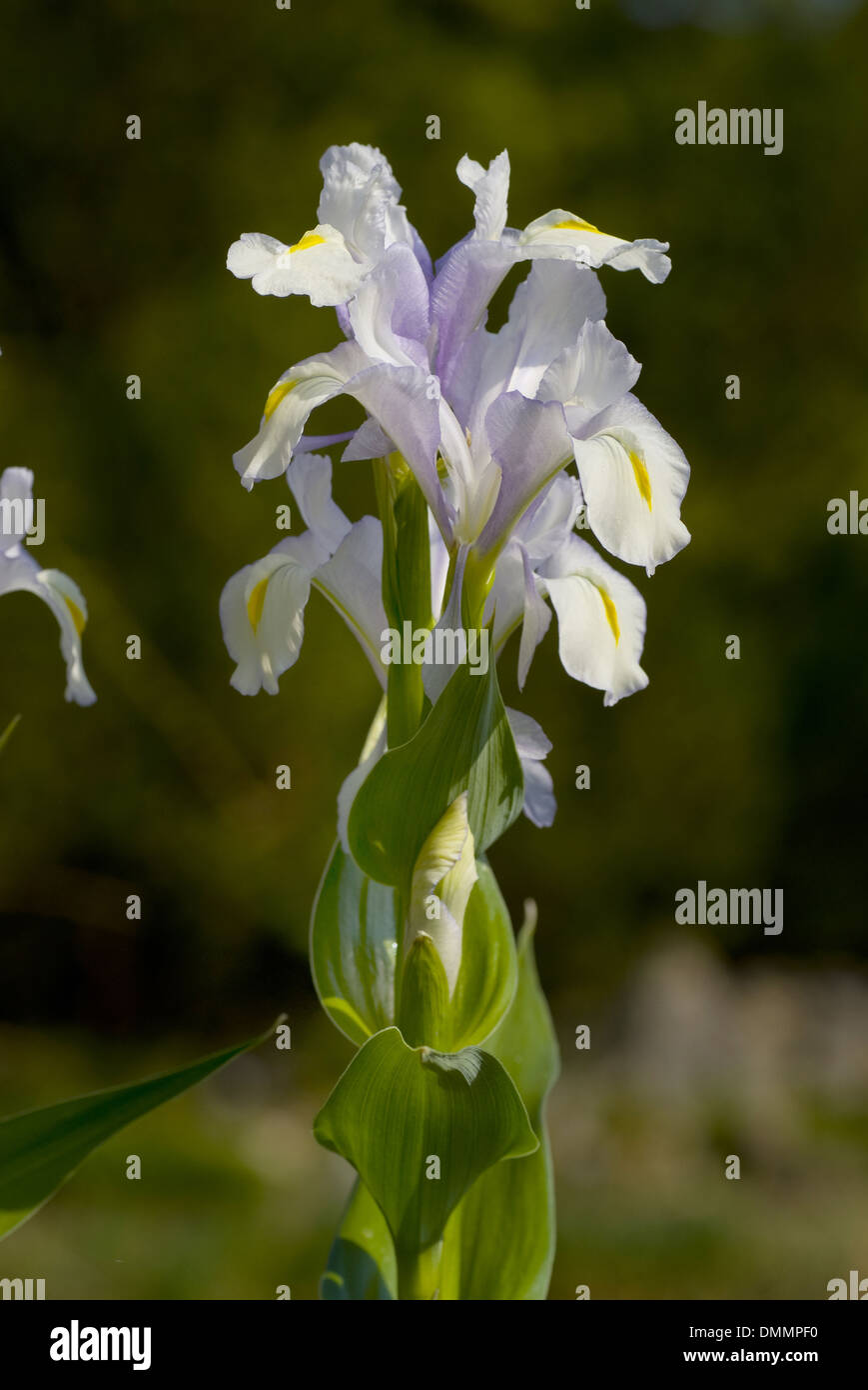 Magnifique iris, iris magnifica Banque D'Images