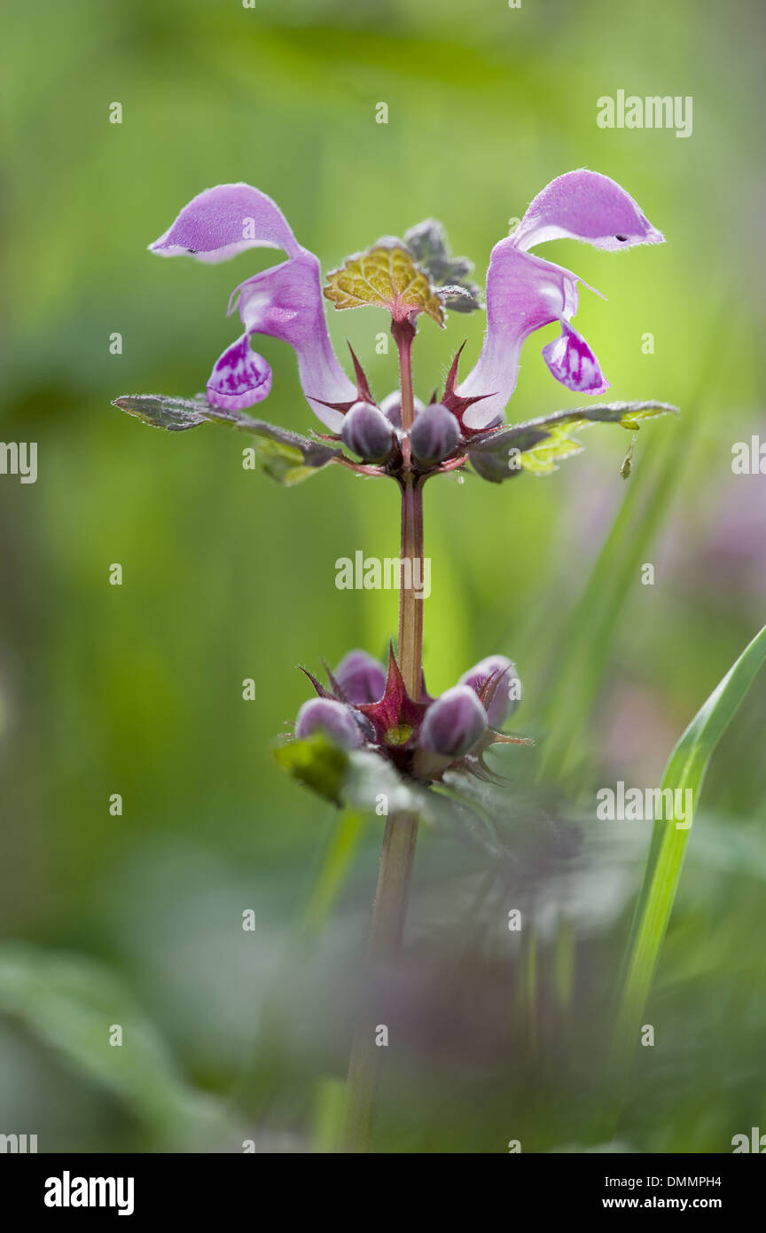 Repéré deadnettle, lamium maculatum Banque D'Images