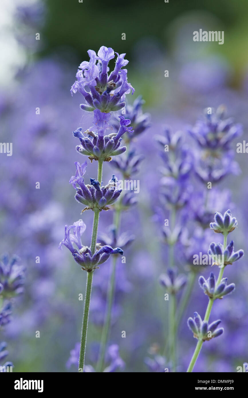 La lavande, lavandula angustifolia Banque D'Images