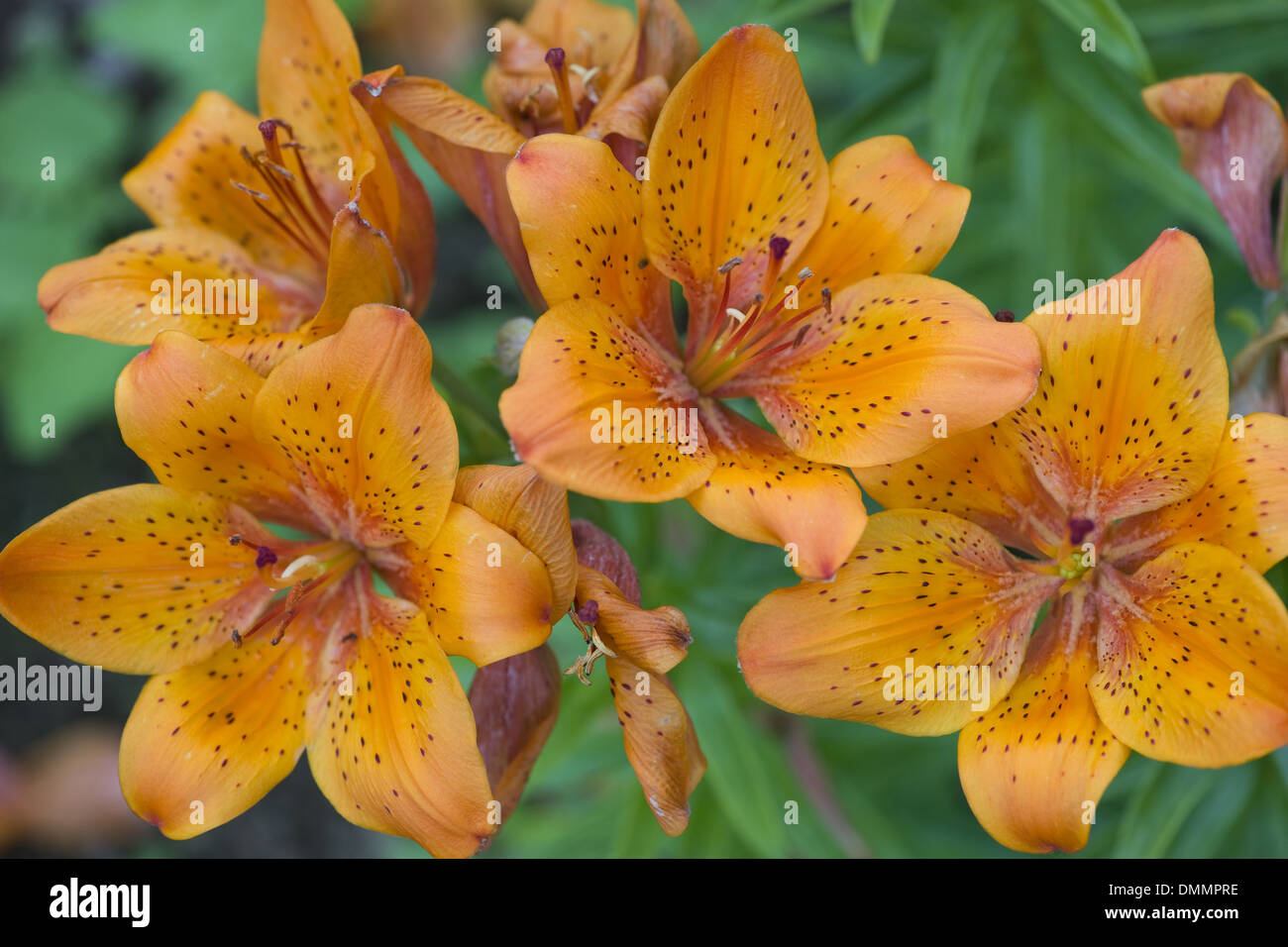 Lily lilium bulbiferum, incendie Banque D'Images