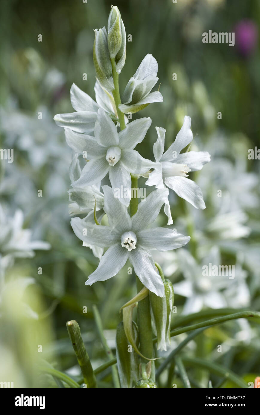 L'abandon de star, Bethléem ornithogalum nutans Banque D'Images