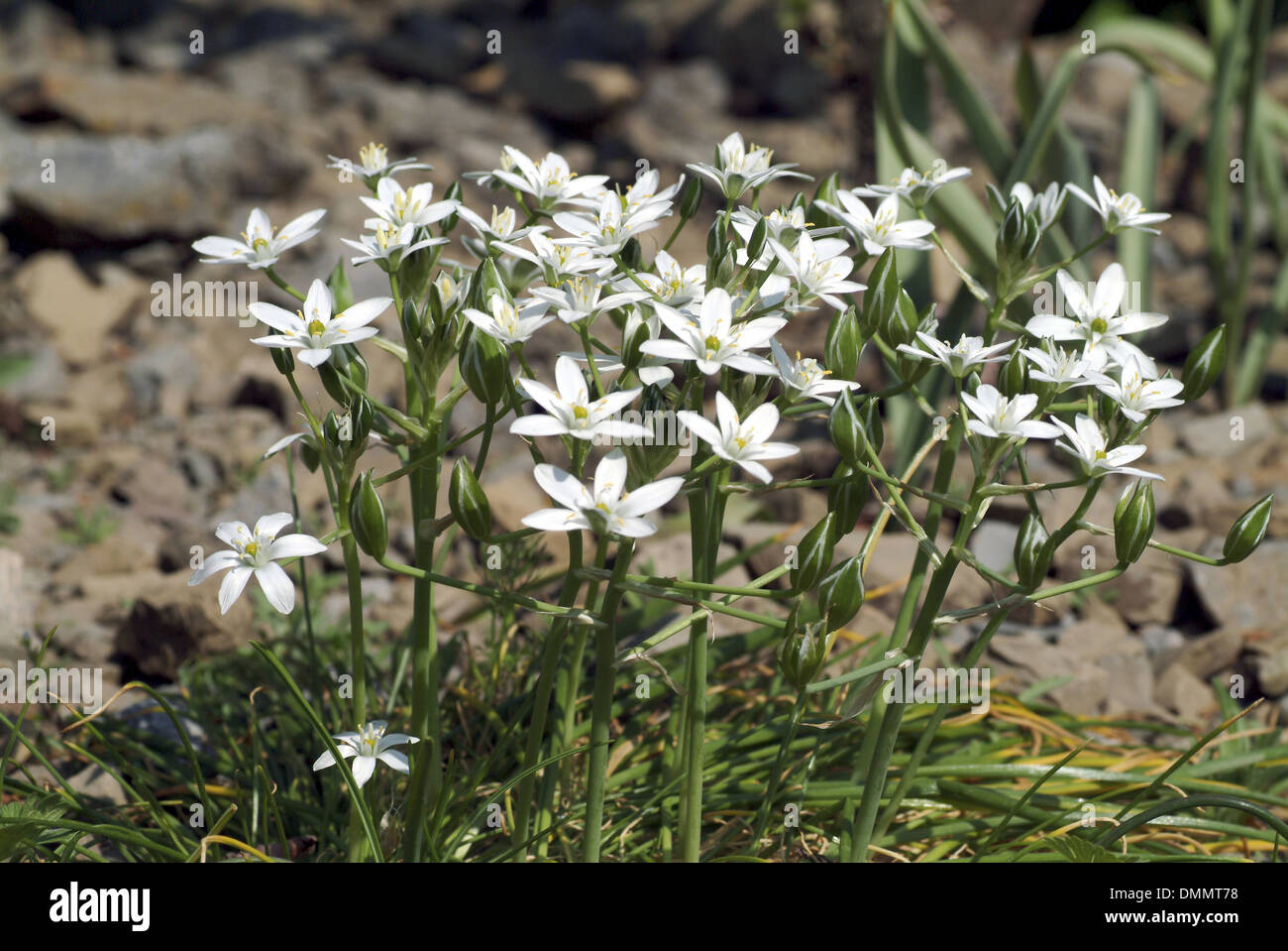 Star-de-Bethléem, Ornithogalum umbellatum Banque D'Images