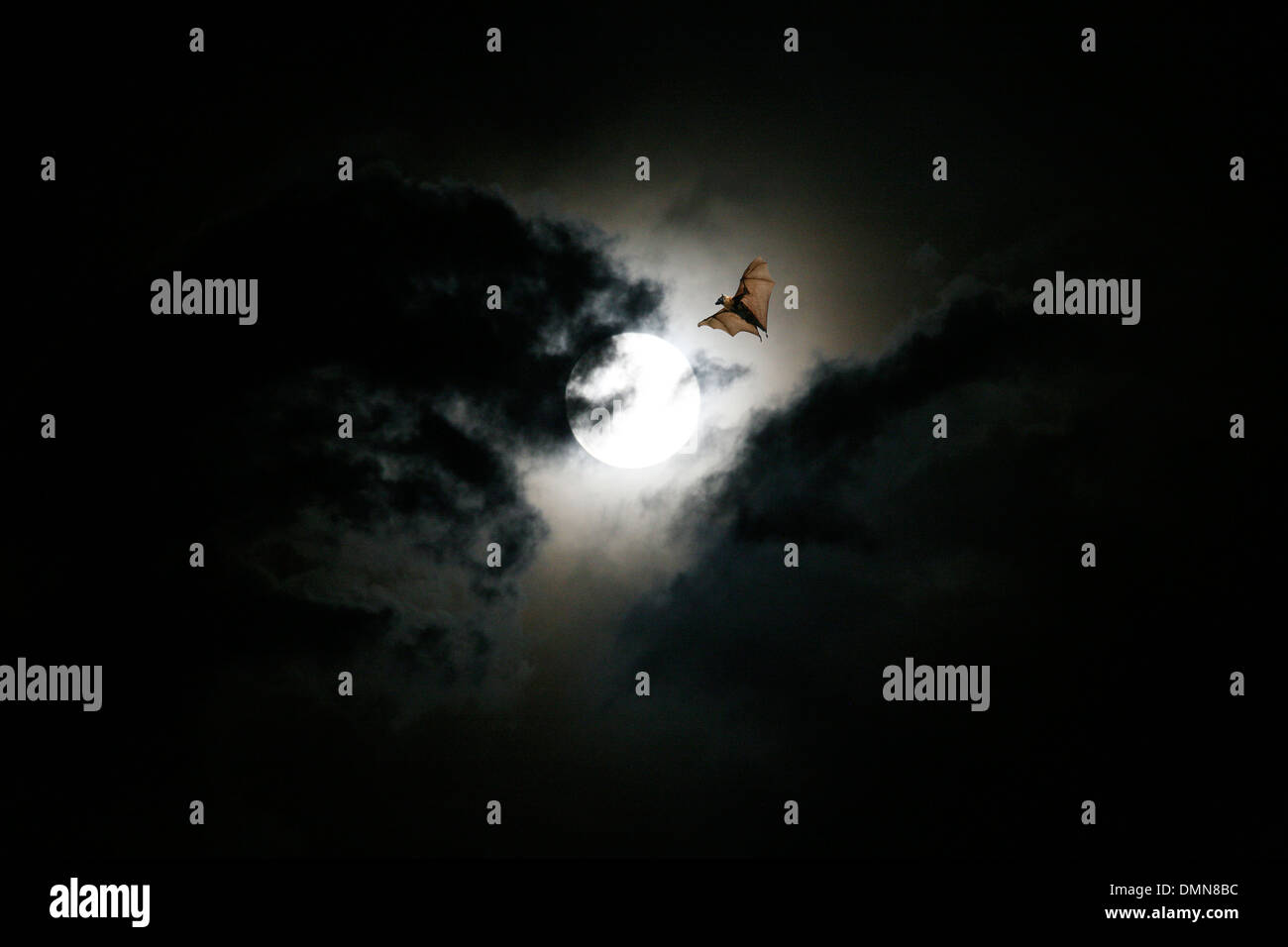 Fruit Bat Dans Moonlight Banque D'Images