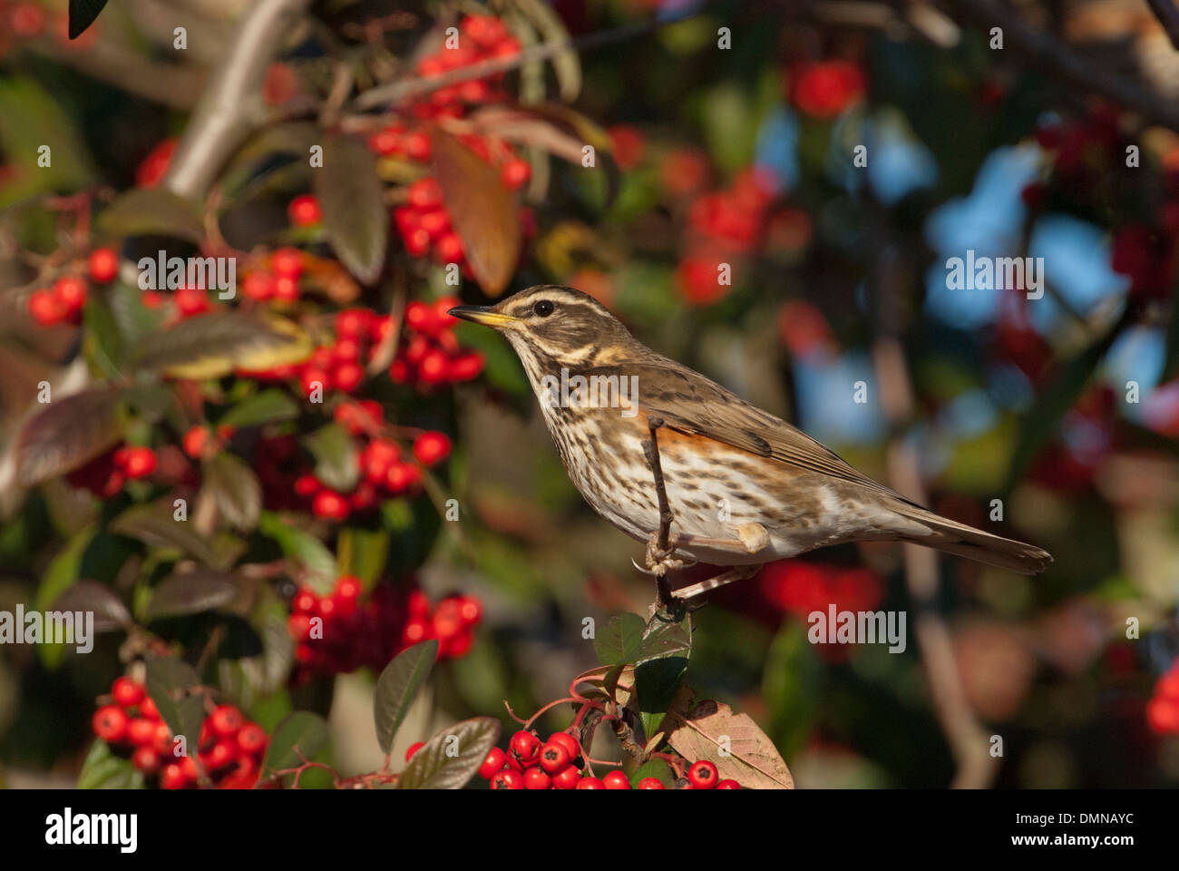 Redwing (Turdus iliacus) à la recherche de baies d'hiver Banque D'Images