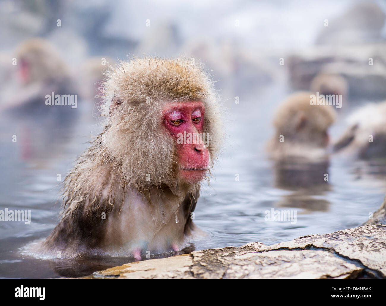 Baignoire Macaques de hot springs, à Nagano, au Japon. Banque D'Images