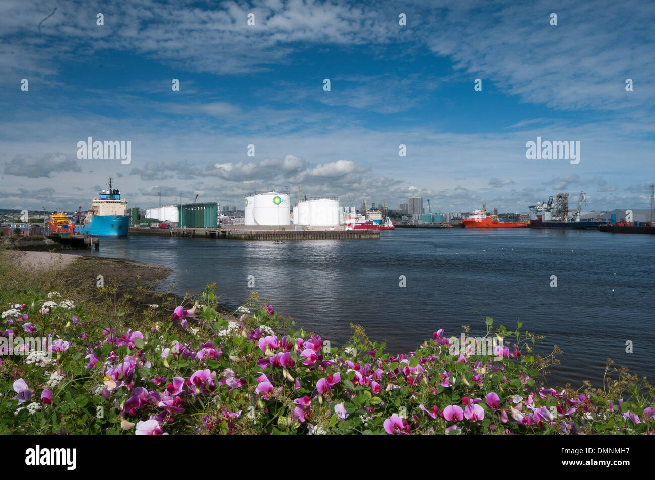 Petits pois sauvages que la fonctionnalité avec réservoirs d'huile de Aberdeen Harbour Banque D'Images