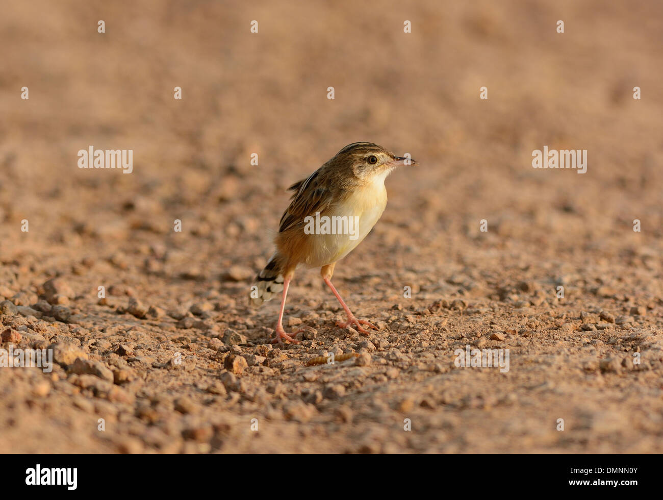 Zitting belle (Cisticole juncidis Cisticole) se tenant sur le sol Banque D'Images