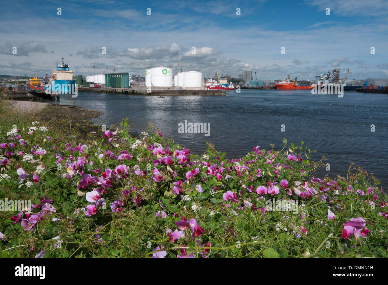 Petits pois sauvages que la fonctionnalité avec réservoirs d'huile de Aberdeen Harbour Banque D'Images