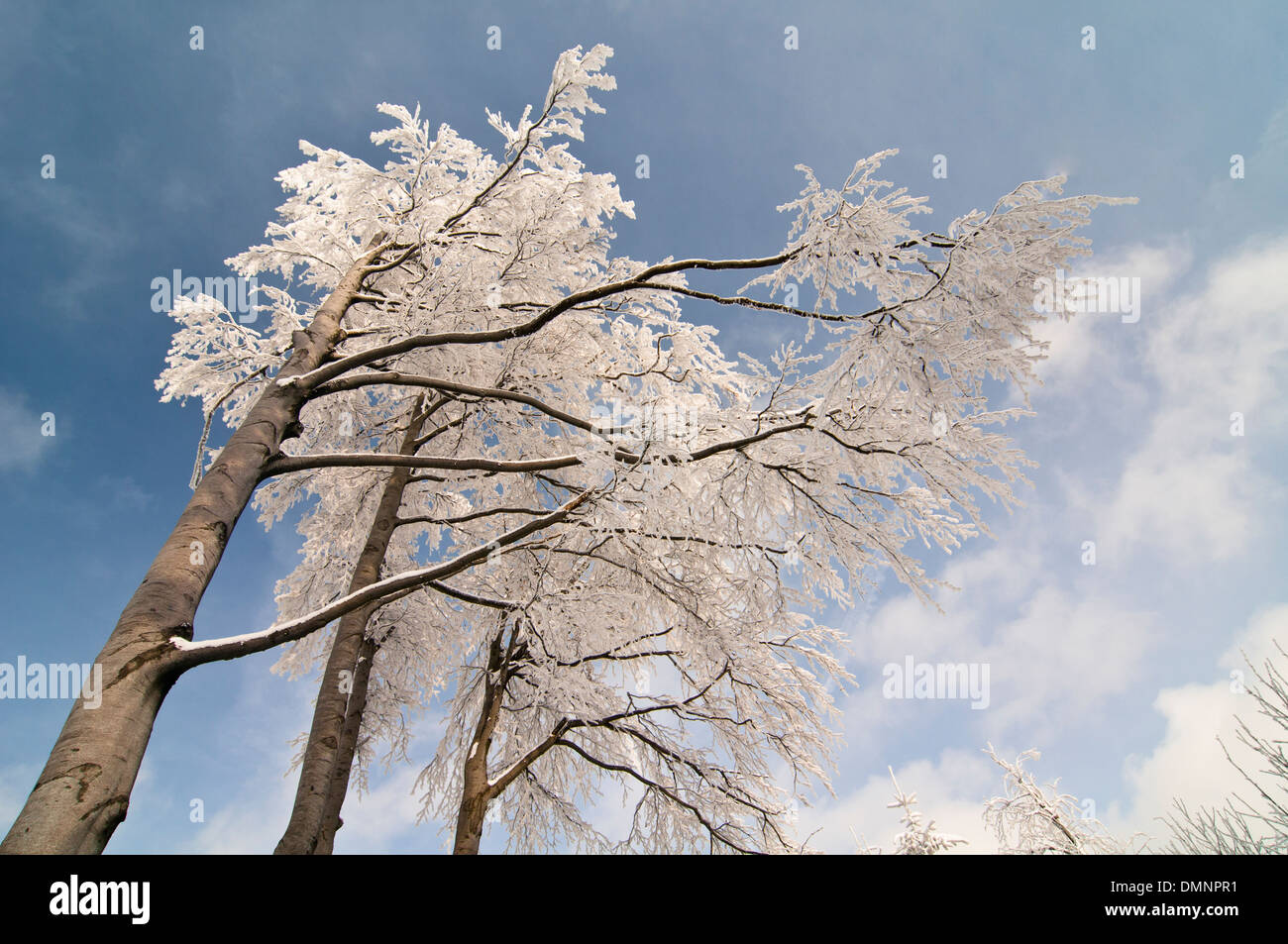 Arbre couvert de glace en hiver Banque D'Images