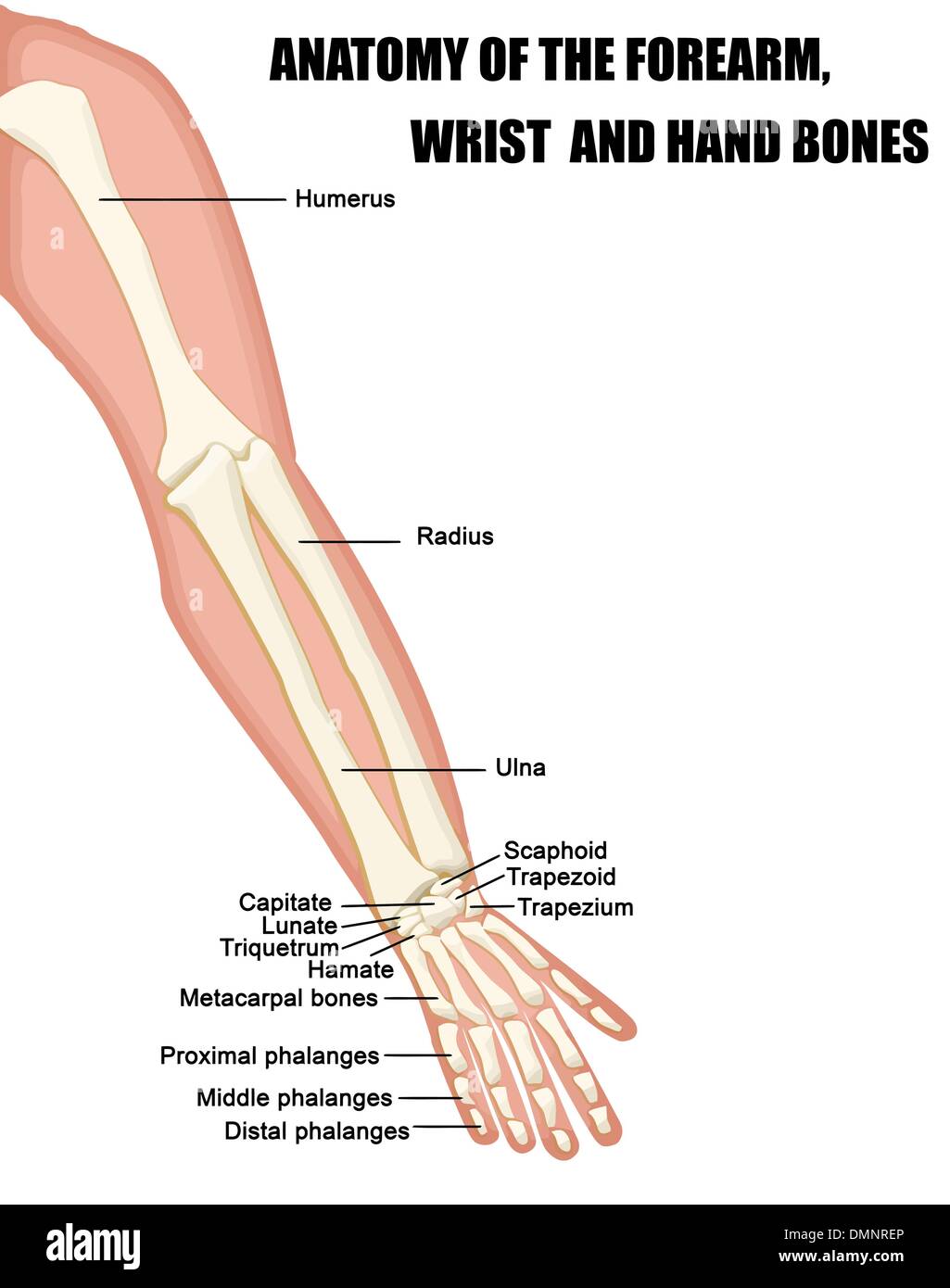 Anatomie de l'avant-bras, les os du poignet et de la main Illustration de Vecteur