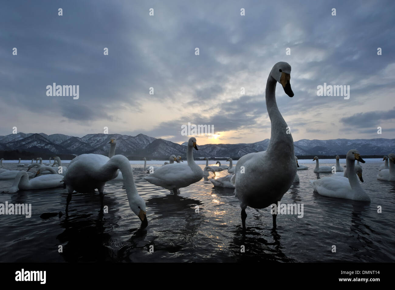 Cygne chanteur (Cygnus cygnus) debout dans le lac au coucher du soleil, le lac Mashu, parc national de Akan, Hokkaido, Japon. Banque D'Images