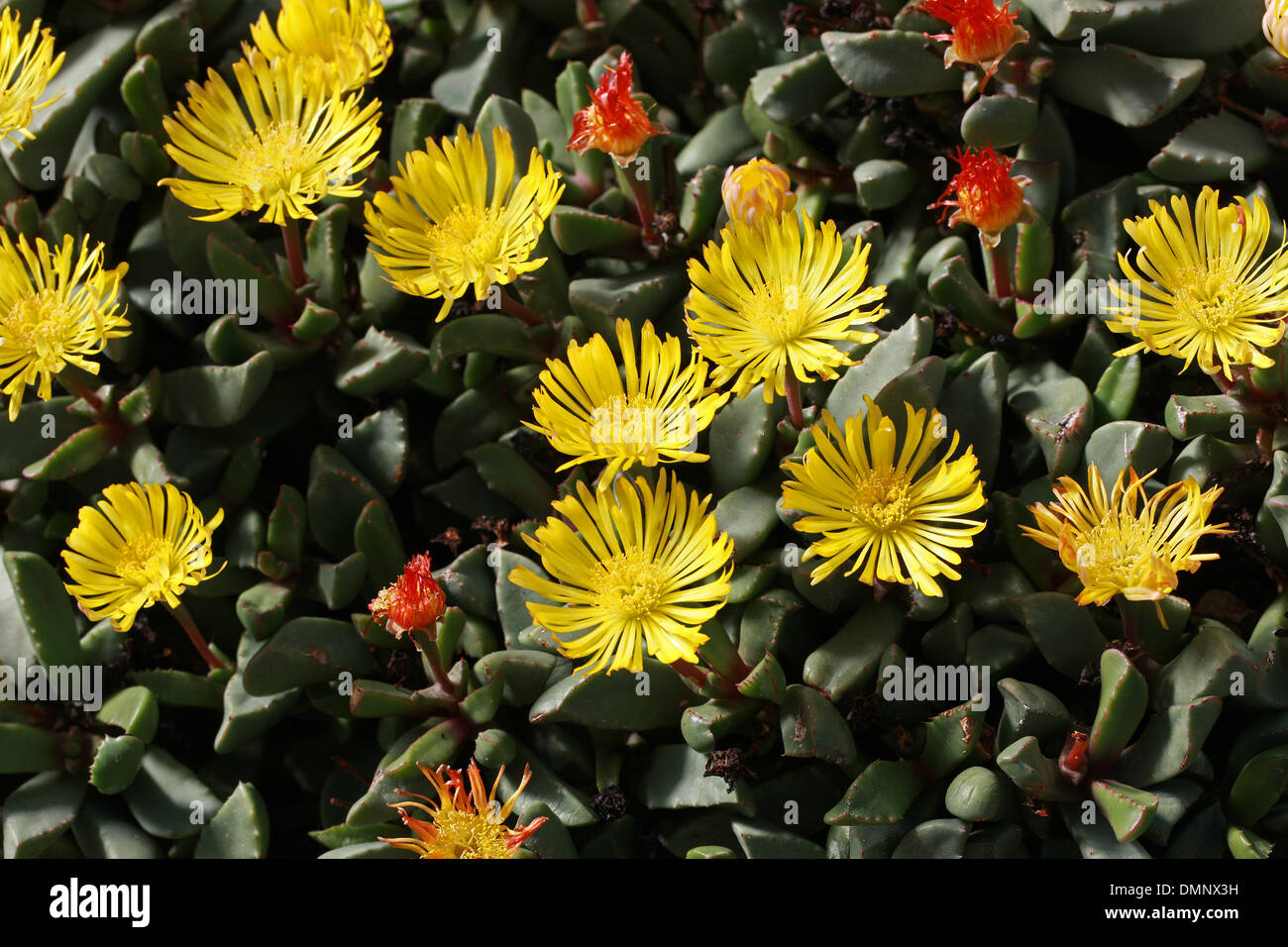 Les plantes de pierre ou de tapis de mauvaises herbes, Bijlia tugwelliae, Aizoaceae. Cape Province Afrique du Sud. Syn. Hereroa tugwelliae. Banque D'Images