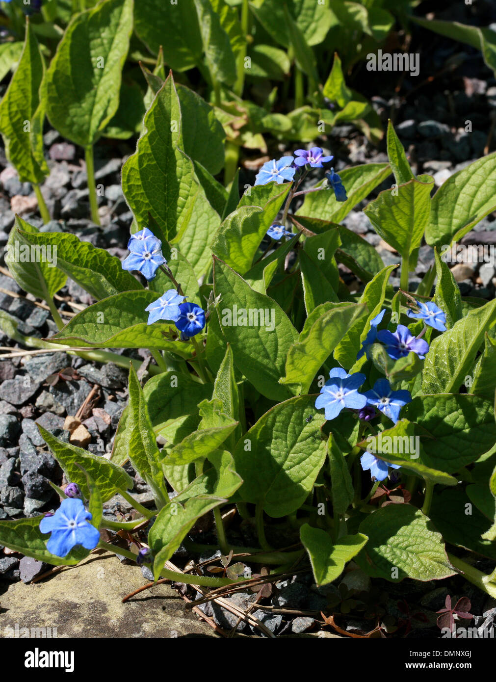 Navelwort rampante, Blue-eyed Mary rampante, forget-me-not, Omphalodes verna, Boraginacées. L'Europe. Syn. Cynoglossum omphaloides Banque D'Images