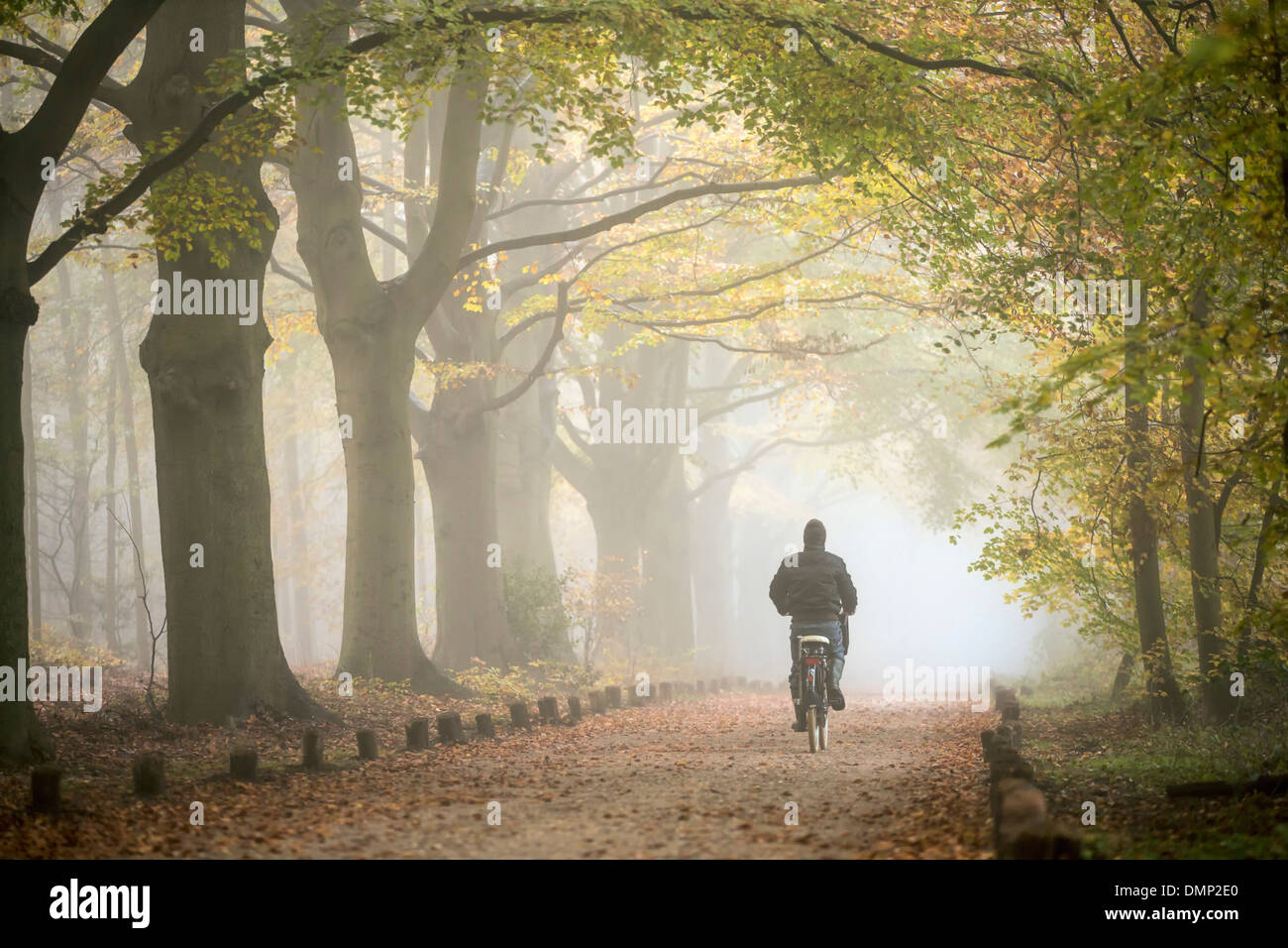 Pays-bas, 's-Graveland, domaine rural appelé Spanderswoud. Couleurs d'automne. Hêtre lane. Cycliste Banque D'Images