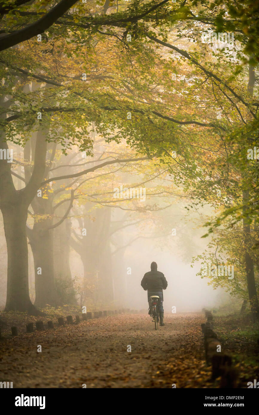 Pays-bas, 's-Graveland, domaine rural appelé Spanderswoud. Couleurs d'automne. Hêtre lane. Cycliste Banque D'Images
