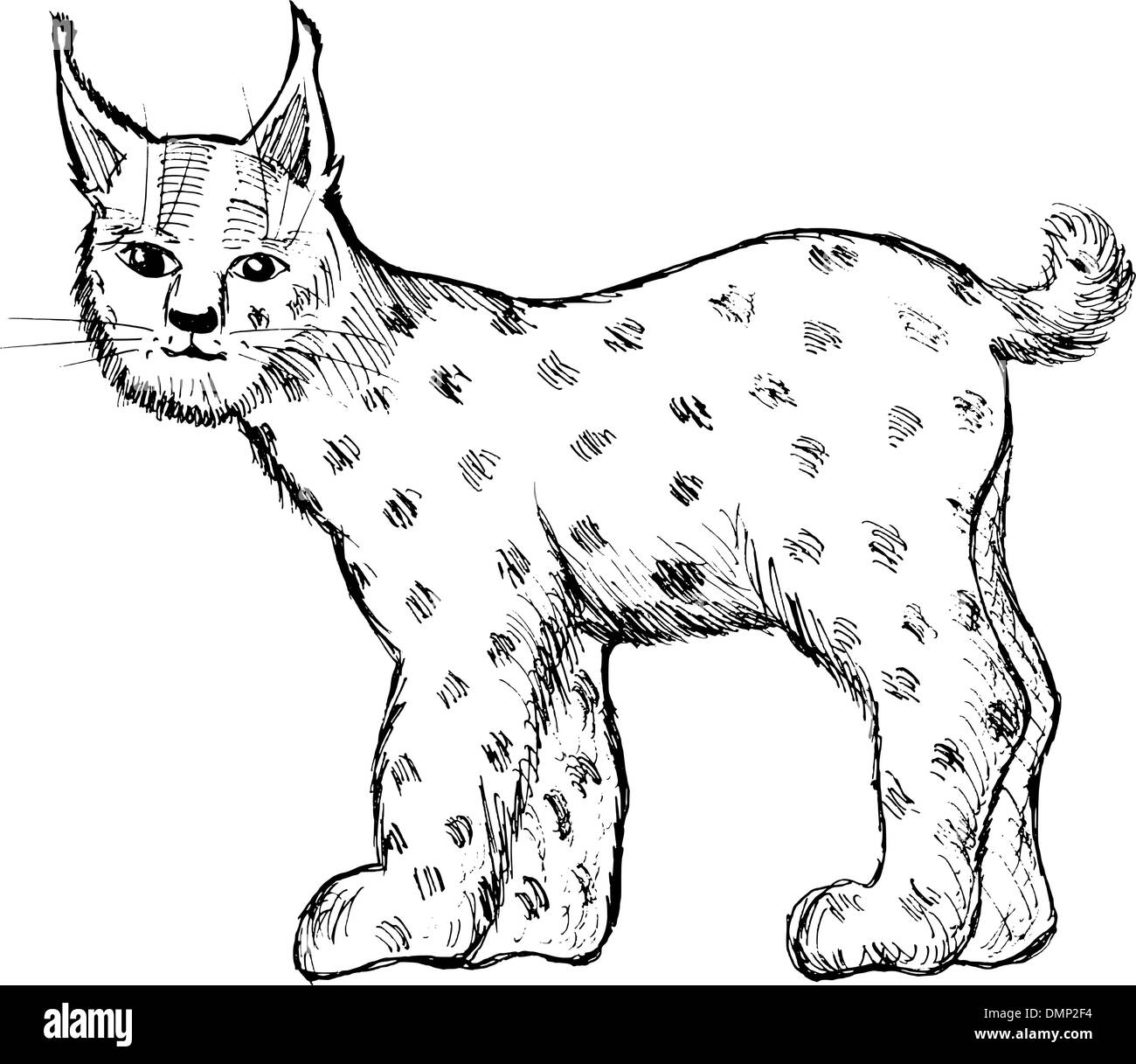 Lynx sur blanc Illustration de Vecteur