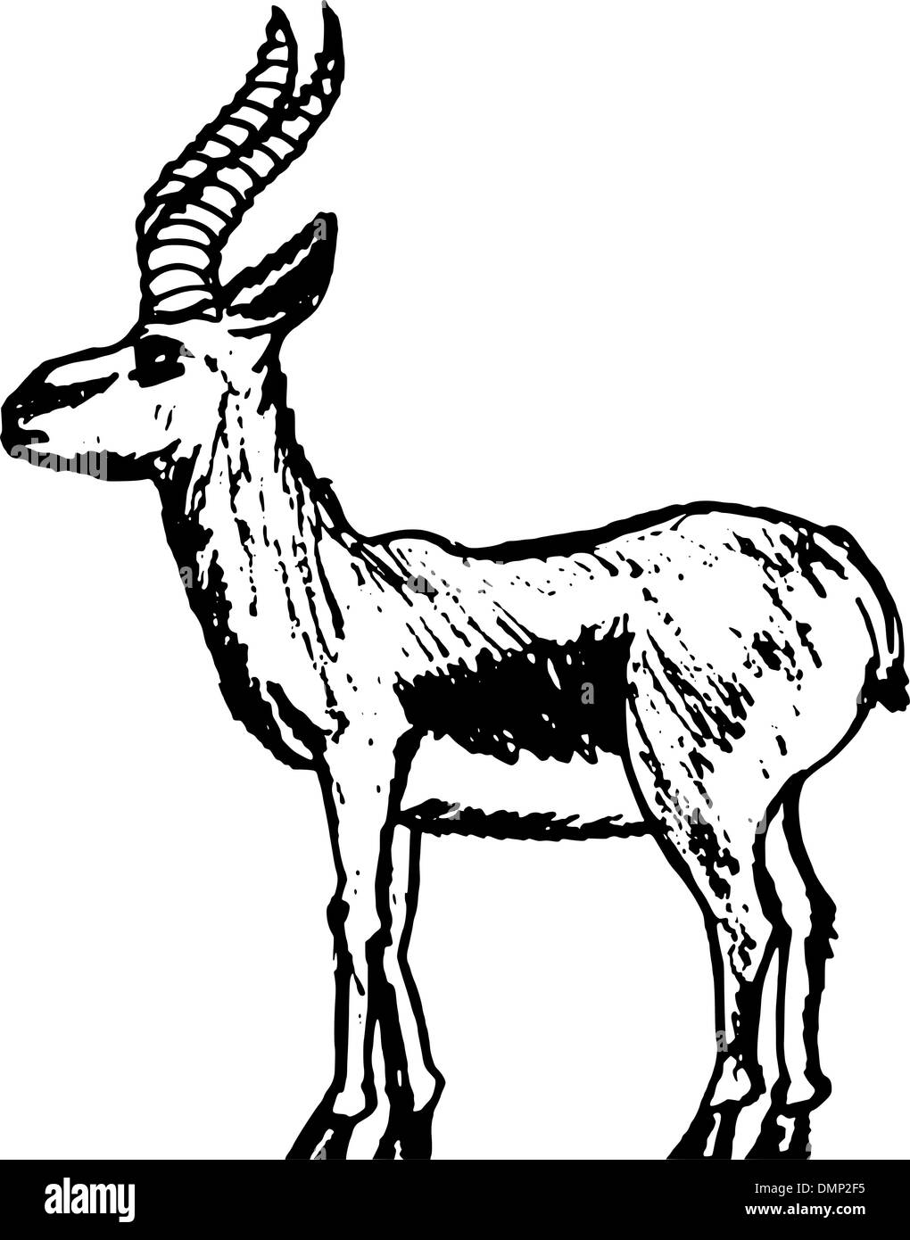 Gazelle cartoon Banque de photographies et d’images à haute résolution