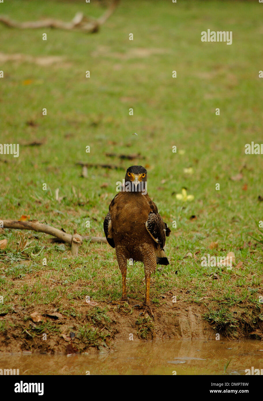 Eagle (Spilornis Serpent créé cheela) dans Parc national de Rajaji, Uttrakhand, Inde. Banque D'Images