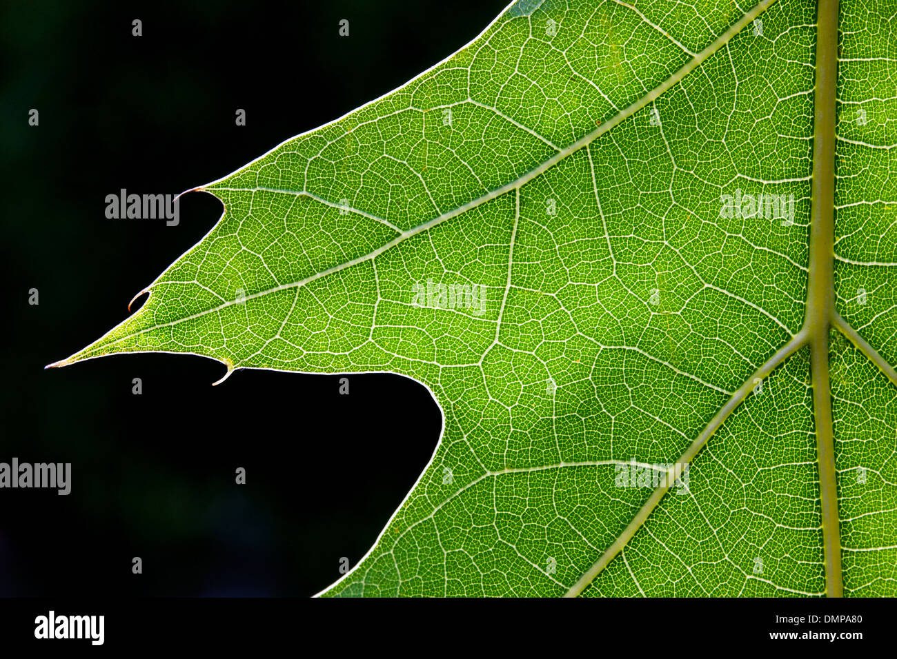 Close up of green Northern red oak / chêne (Quercus rubra / Quercus borealis) feuilles présentant des lobes et schéma des veines Banque D'Images
