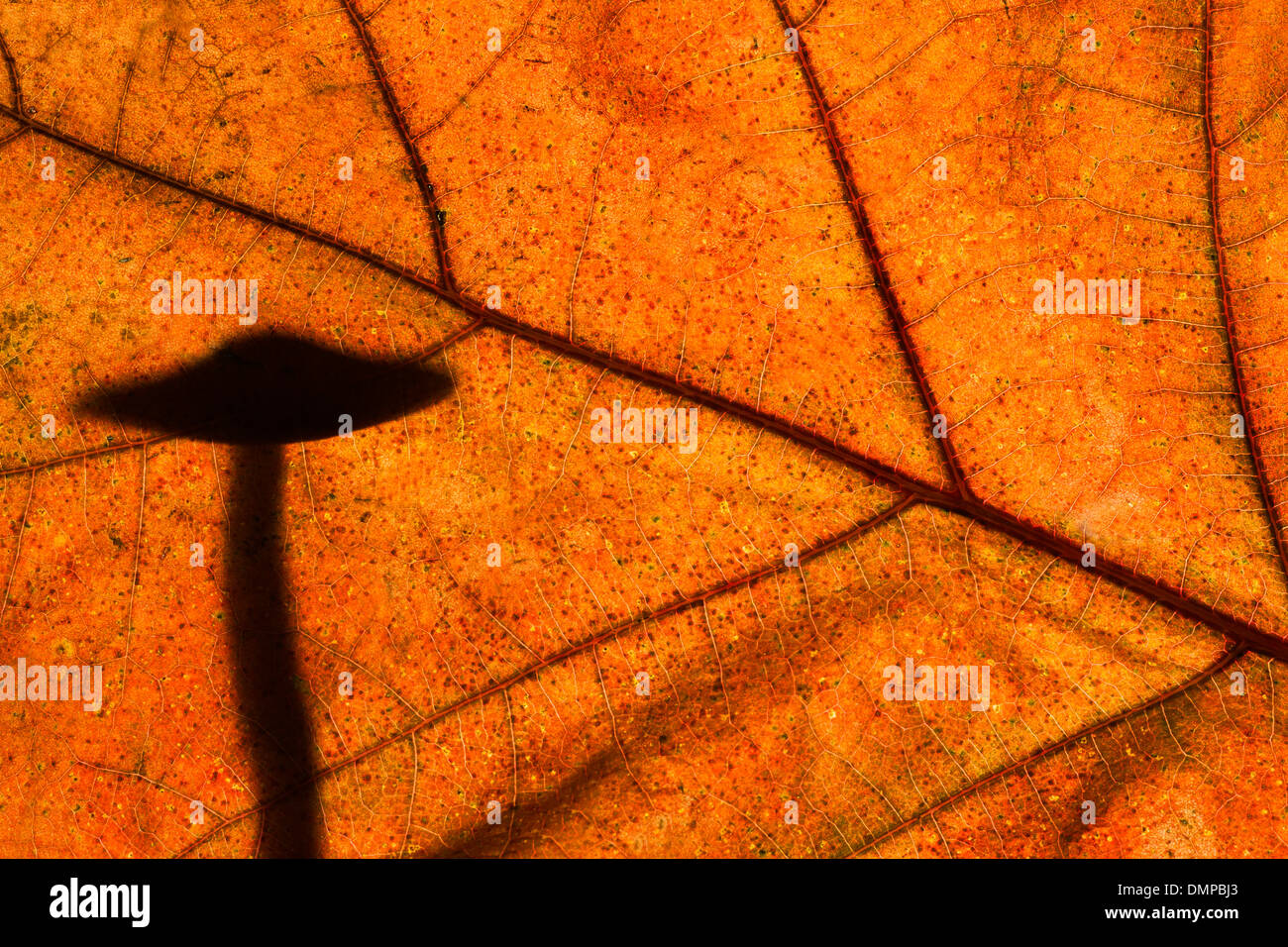 Champignons féeriques silhouetté contre l'automne feuilles présentant des couleurs d'automne en forêt Banque D'Images