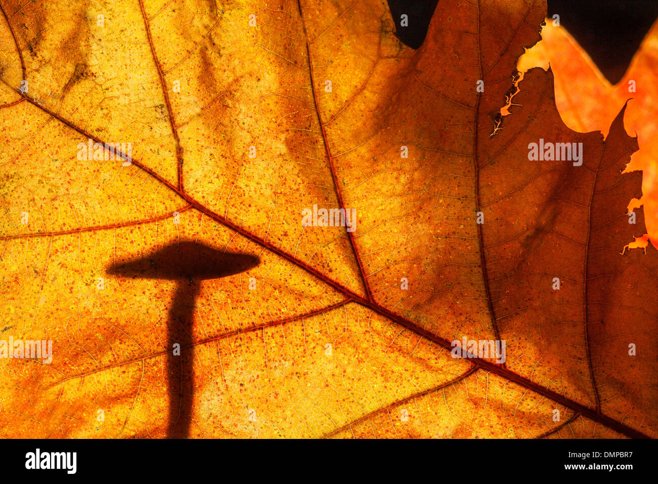 Champignons féeriques silhouetté contre l'automne feuilles présentant des couleurs d'automne en forêt Banque D'Images