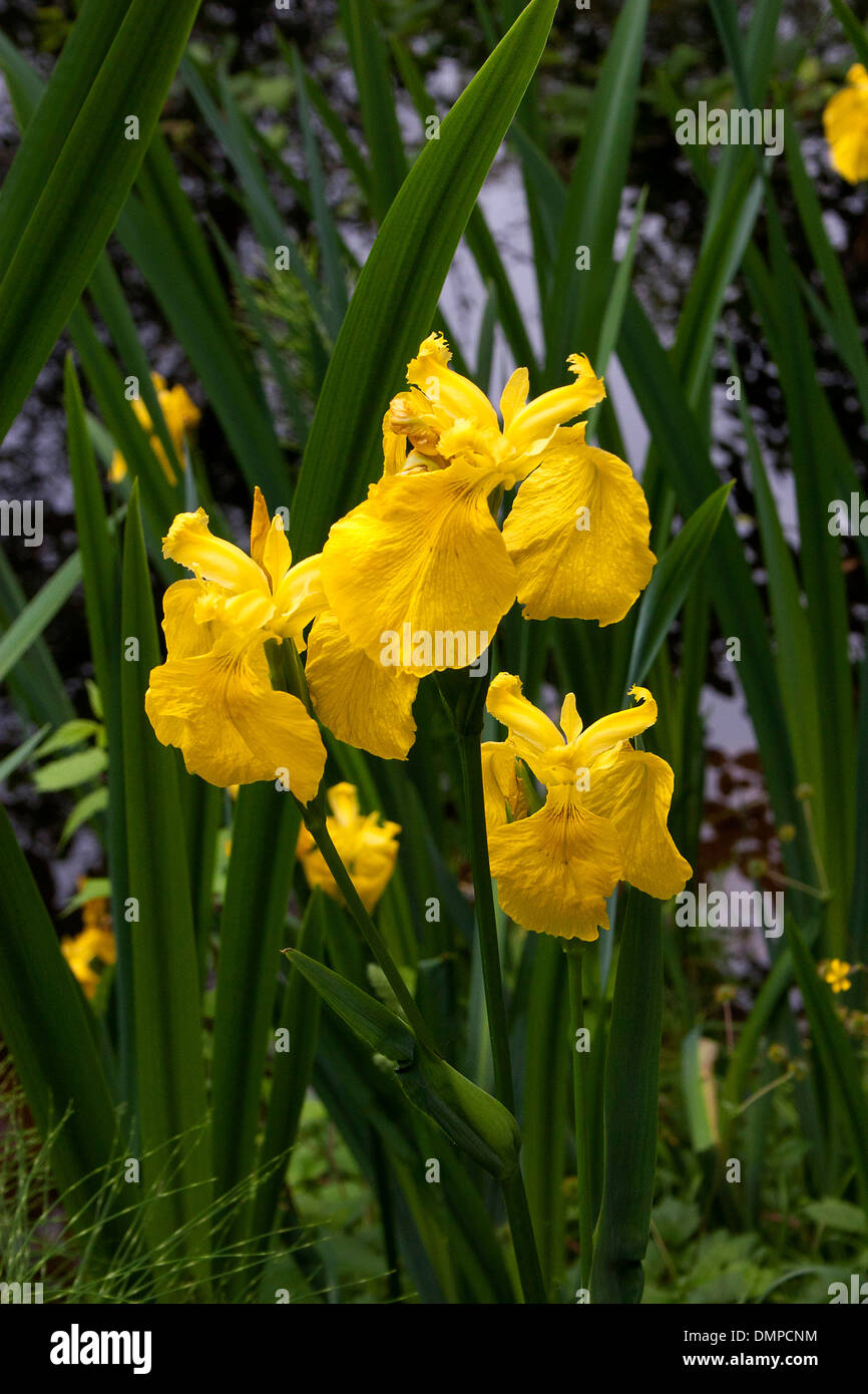 Drapeau jaune (Tulip) Banque D'Images