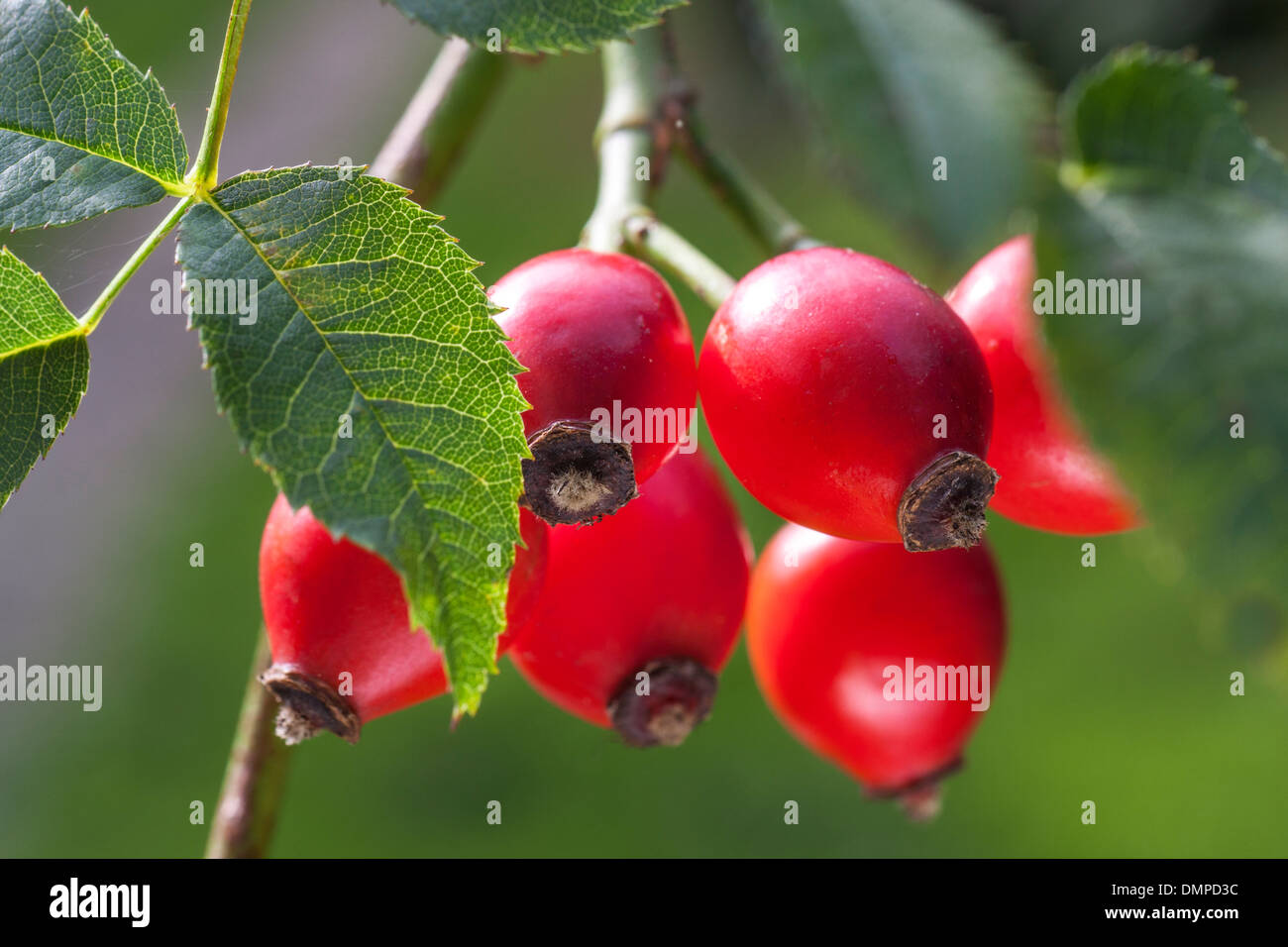 Close up of red rose hips, fruit de l'églantine (rosa canina) Banque D'Images