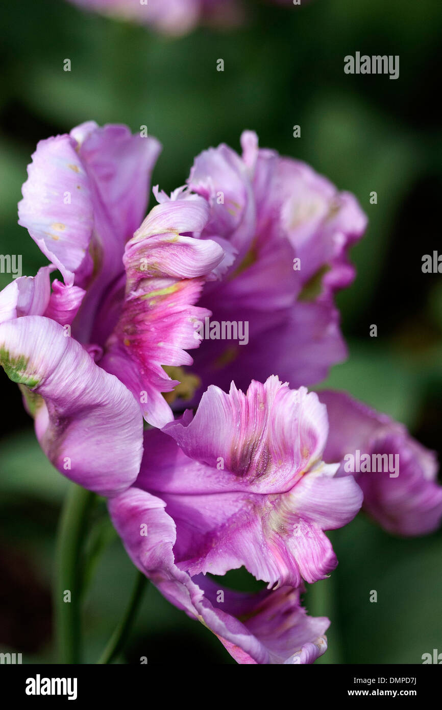 Blue Parrot Tulip (Tulipa Gesneriana) Banque D'Images