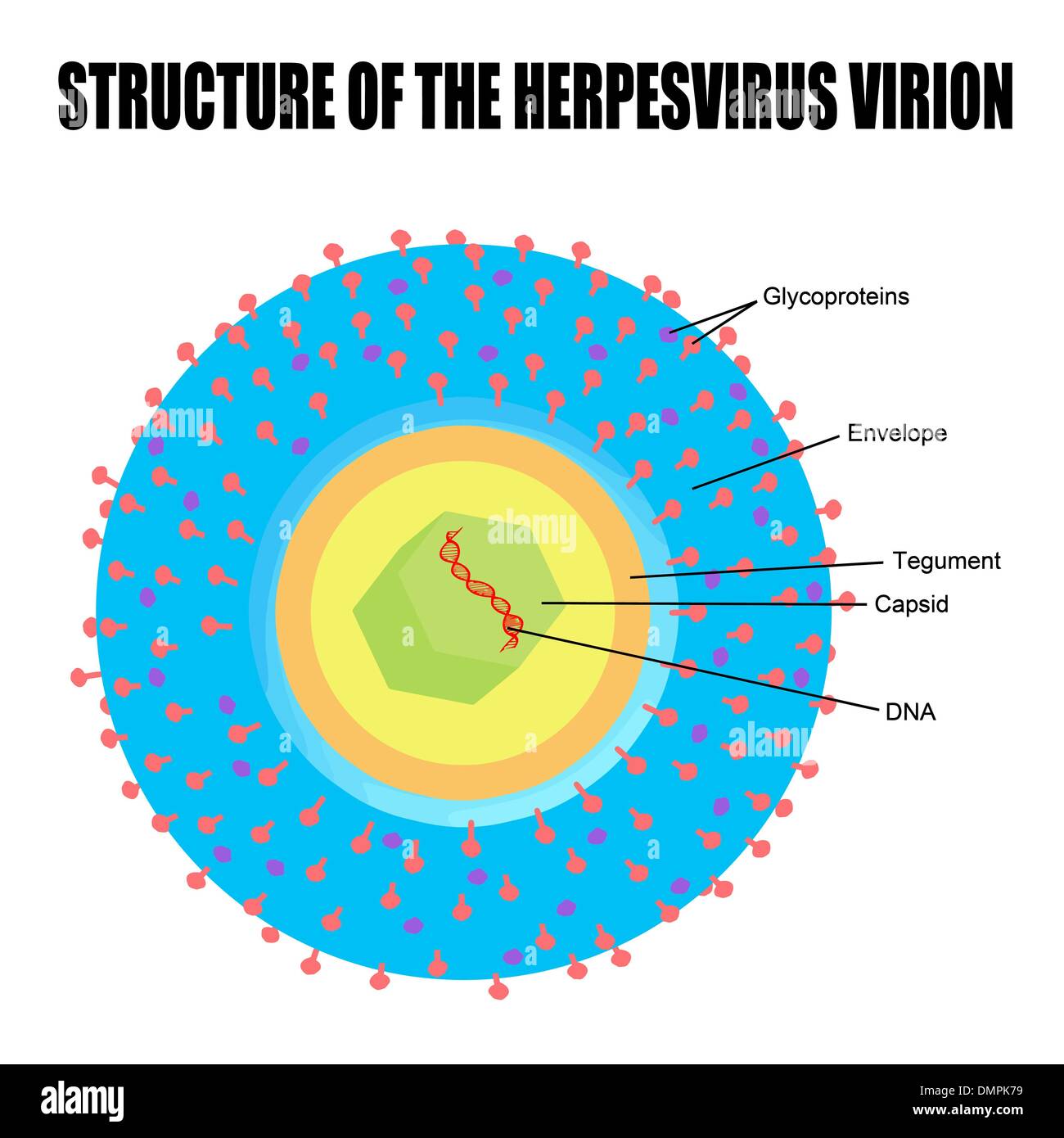 Structure du virus de l'herpès Illustration de Vecteur