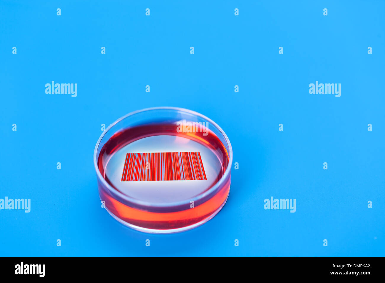 Pétri avec des échantillons pour le séquençage d'ADN Banque D'Images