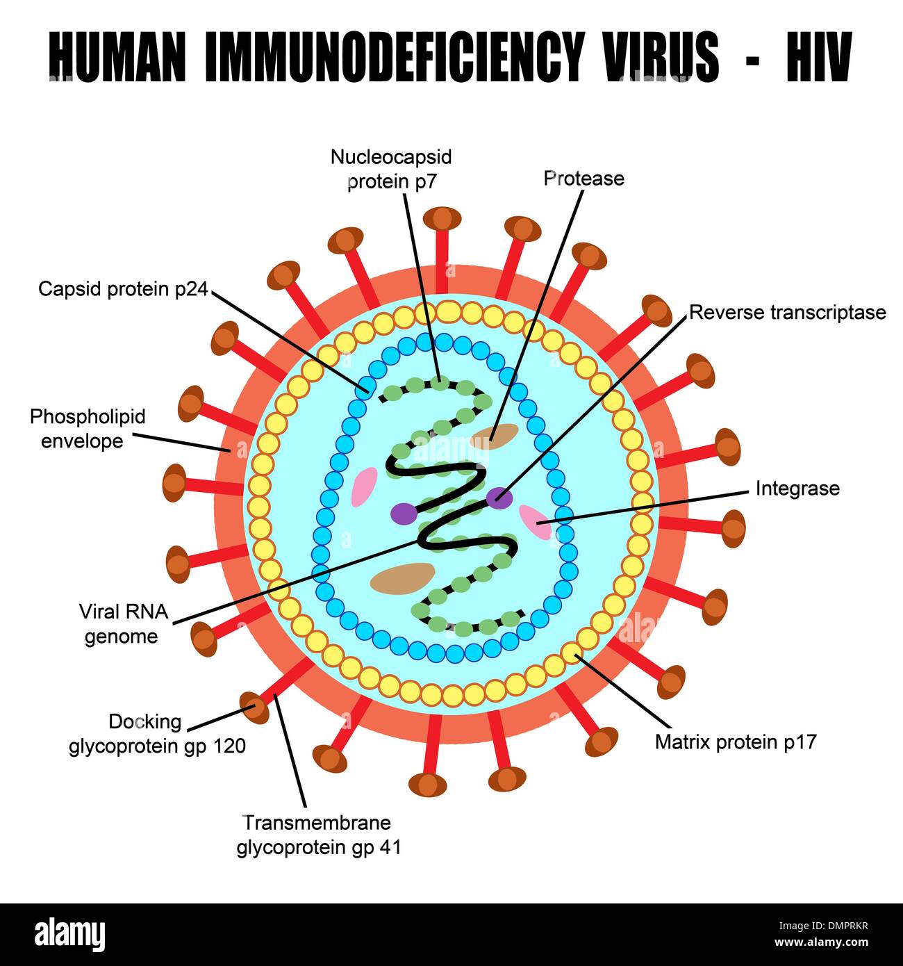 Structure du virus de l'immunodéficience humaine Illustration de Vecteur