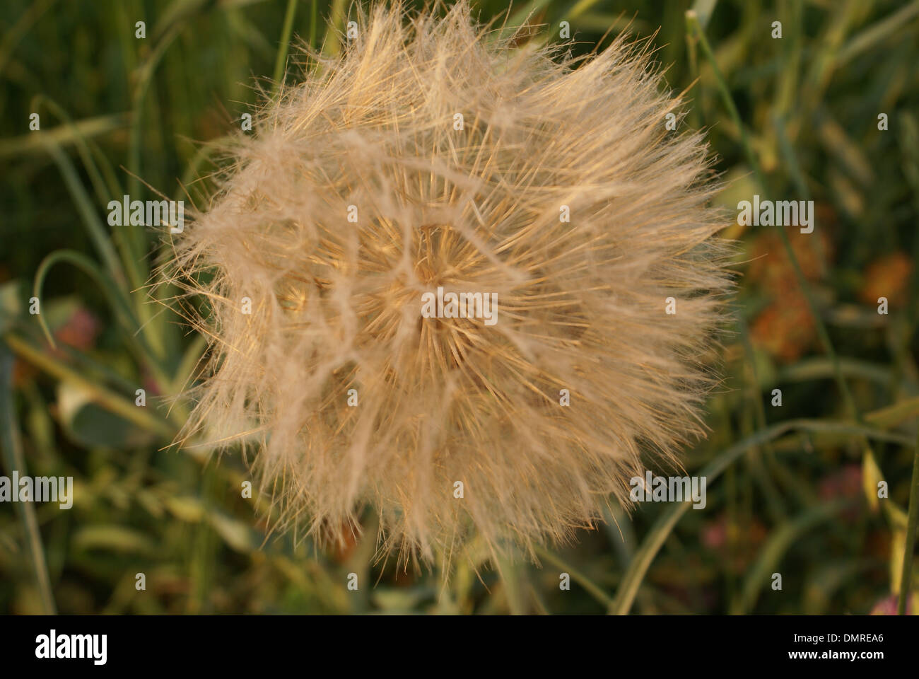 Macro d'une fleur de pissenlit qui est allé aux semences Banque D'Images