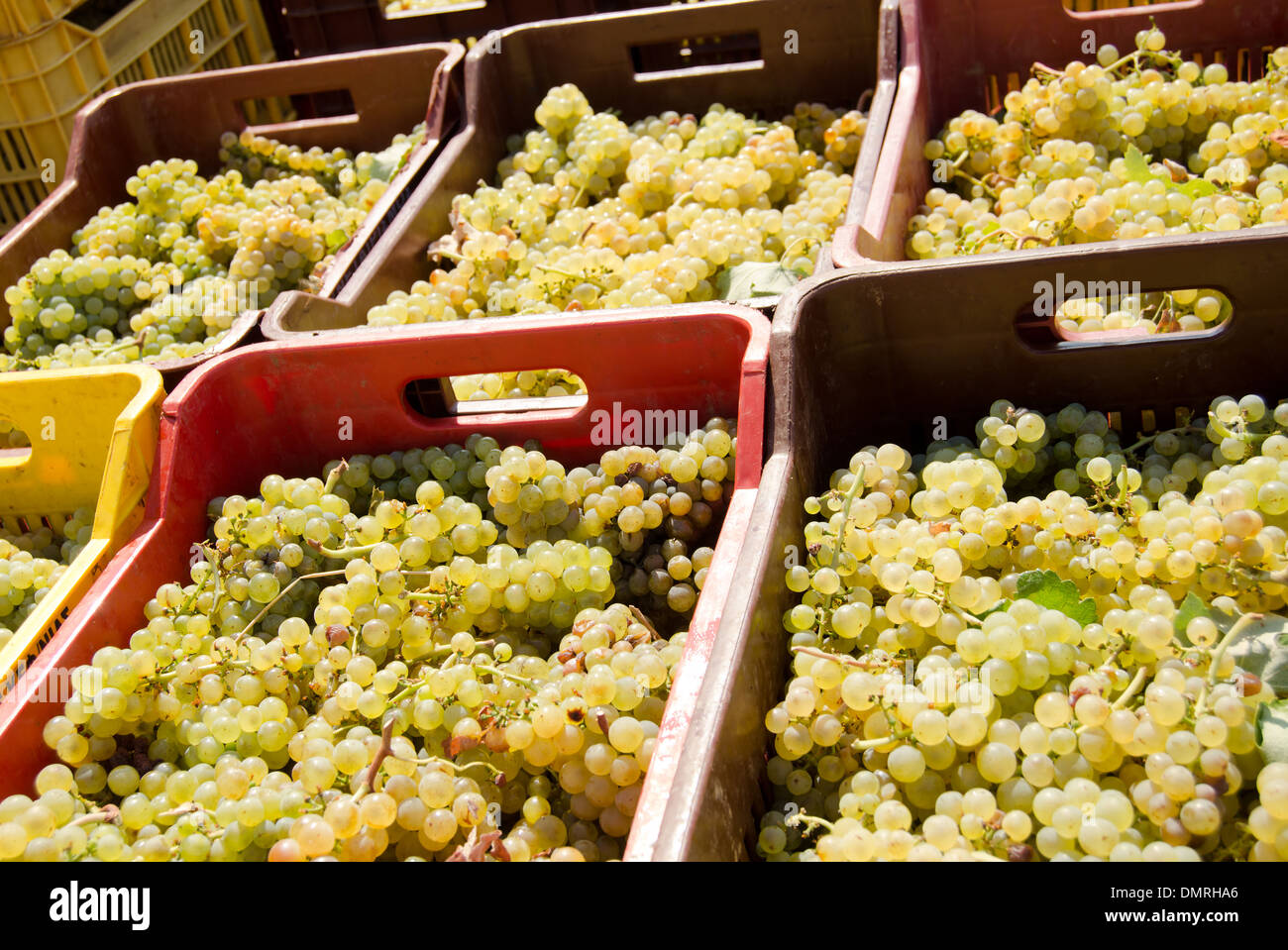 Vendanges et prêt pour un traitement à Robola de Céphalonie Wine Co-operative, Kefalonia, Grèce Banque D'Images