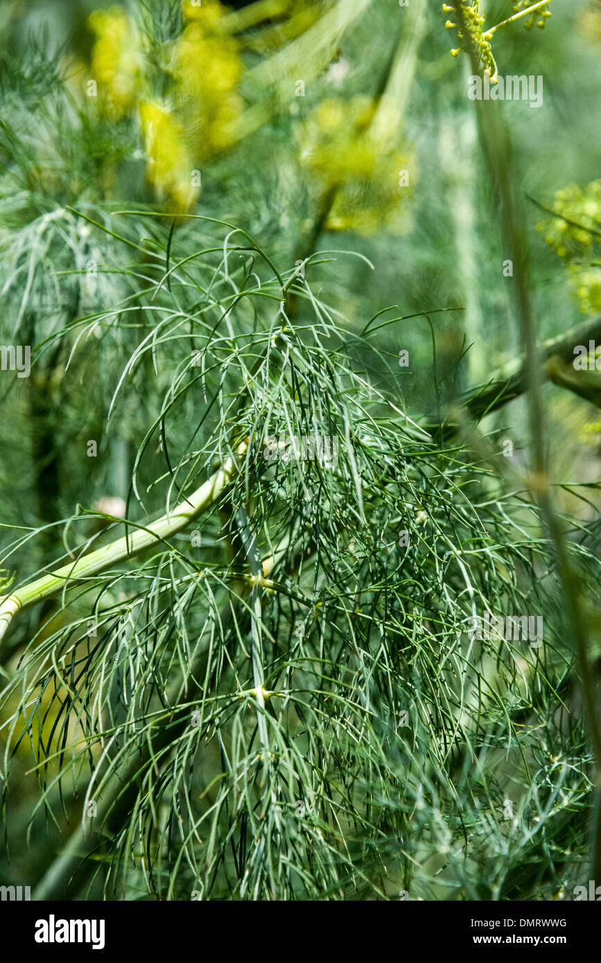 Plante d'anis fleur jaune avec des gros plans de la plante poussant dans un jardin de fines herbes de la ferme Banque D'Images