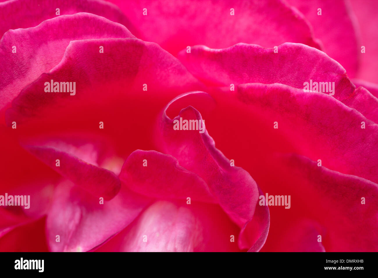 Close up de pétales de fleurs lumineuses rouge Banque D'Images