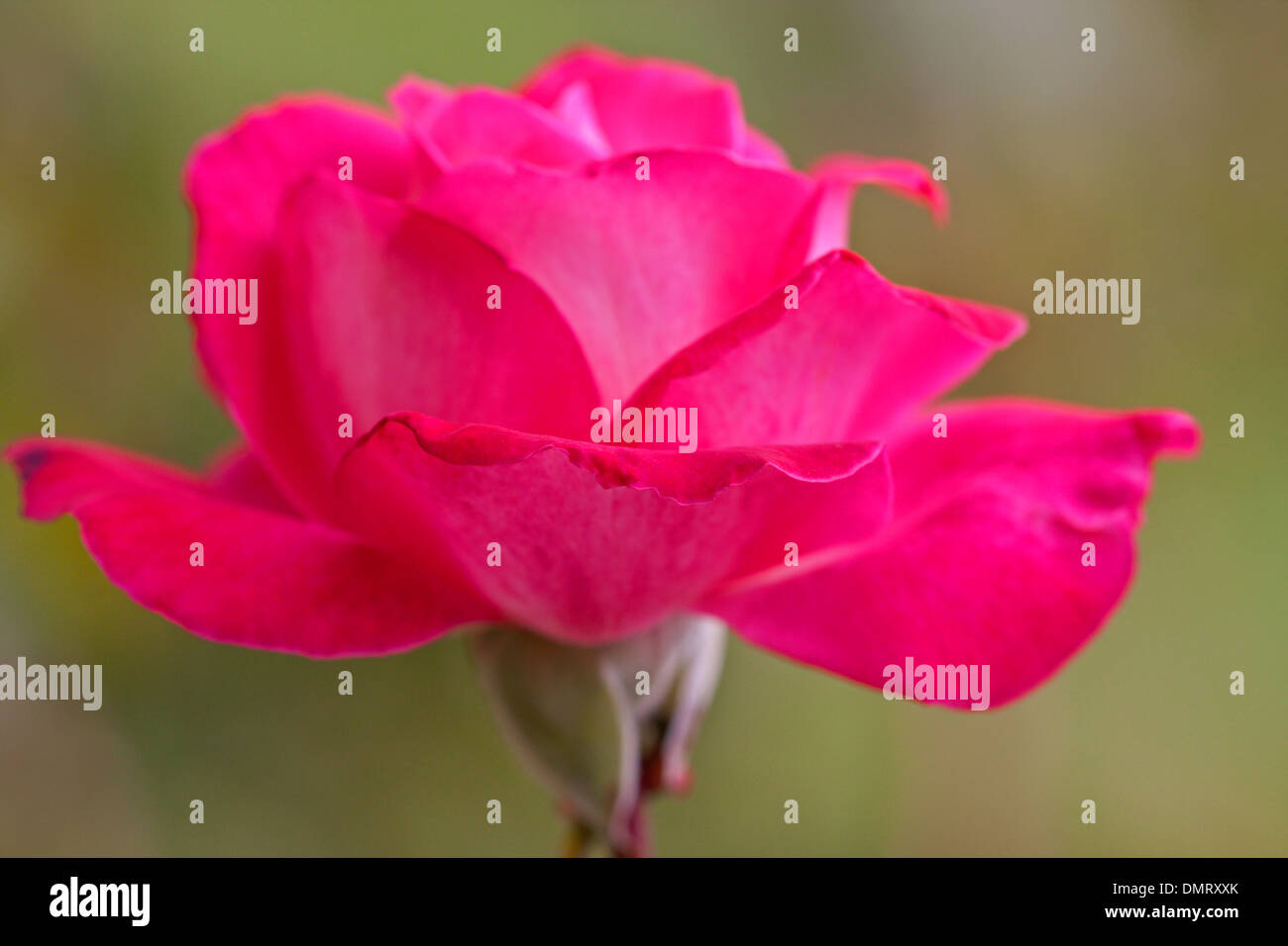 Close up de pétales de fleurs lumineuses rouge Banque D'Images