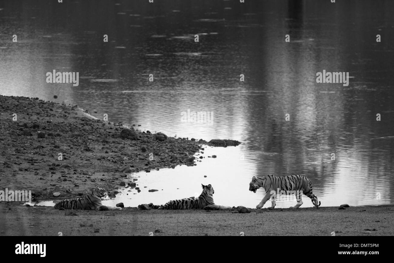 3 Royal Bengal Tiger cubs contre la toile de fond du lac à Tadoba Andhari Tiger Réserver Banque D'Images
