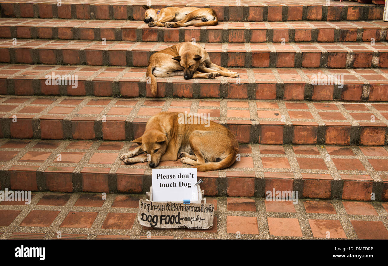 Let Sleeping Dogs Lie, de détente sur les marches du temple Doi Suthep, Chiang Mai, Thaïlande Banque D'Images