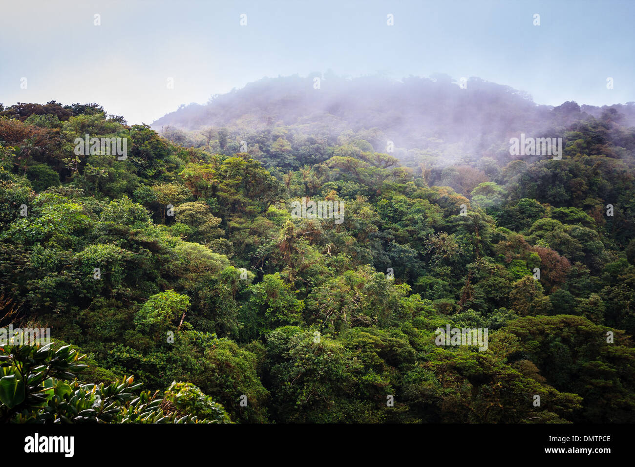 La forêt tropicale de Monteverde au Costa Rica Banque D'Images